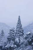 tkf003_122241