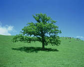 tkf003_123451