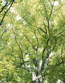 tkf003_131721