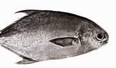 tkf001_714155