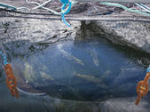 tkf001_907338