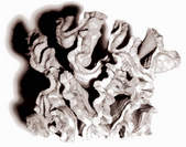 tkf003_299480