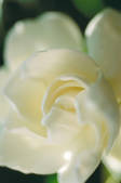 tkf003_443289