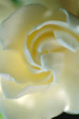 tkf003_443292