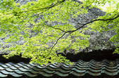 tkf003_529844