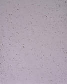 tkf003_540306