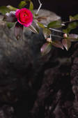 tkf003_553075