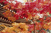 tkf003_553906