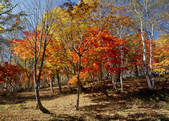 tkf003_554573