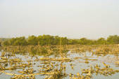 tkf003_661954