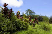 tkf003_664402