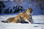 tkf003_702876