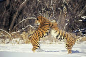 tkf003_702877