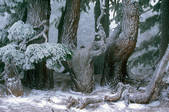 tkf003_713300