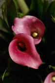 tkf003_716001