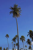tkf003_956814