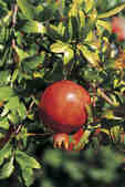 tkm001_770539