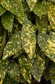 tkm001_802925