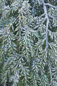 tkm001_803312