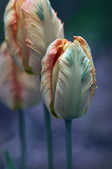 tkm001_804051