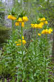 tkm001_804129