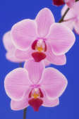 tkm001_805554