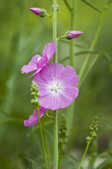 tkm001_810905