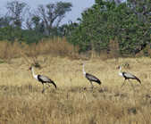 tkm003_185893
