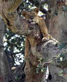 tkm003_186573