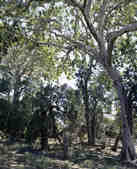 tkm003_198596