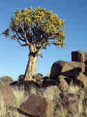 tkm003_200213