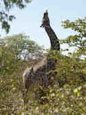 tkm003_200295
