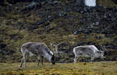 tkm003_201223
