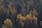 tkf002_100360