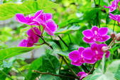 tkf002_110062