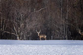 tkf005_302402